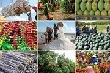 Xuất khẩu nông sản tăng gần 5% 